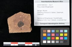 Foto (Objekt + Etikett) von Pinus ciliata Ettingshausen (NHMW-GEO-2024-0188-0322)